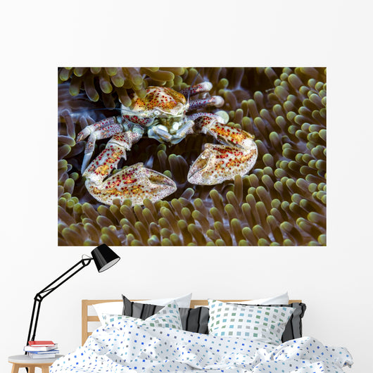 Spotted Porcelain Crab New Wall Decal