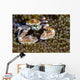 Spotted Porcelain Crab New Wall Decal