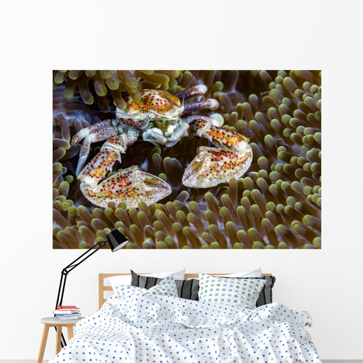 Spotted Porcelain Crab New Wall Decal