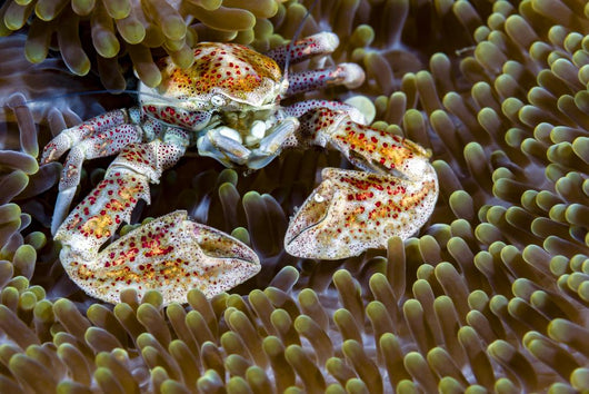 Spotted Porcelain Crab New Wall Decal