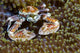 Spotted Porcelain Crab New Wall Decal