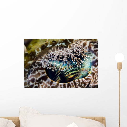 Eye Detail Crocodile Flathead Wall Decal
