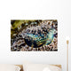 Eye Detail Crocodile Flathead Wall Decal