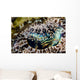 Eye Detail Crocodile Flathead Wall Decal