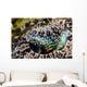 Eye Detail Crocodile Flathead Wall Decal