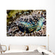 Eye Detail Crocodile Flathead Wall Decal