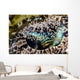 Eye Detail Crocodile Flathead Wall Decal