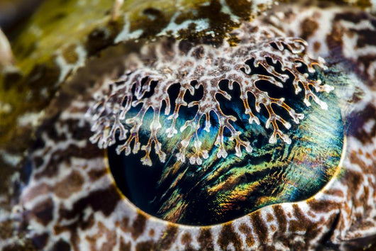 Eye Detail Crocodile Flathead Wall Decal
