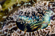 Eye Detail Crocodile Flathead Wall Decal