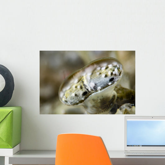 Eye Close-up Mantis Shrimp Wall Decal