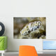 Eye Close-up Mantis Shrimp Wall Decal
