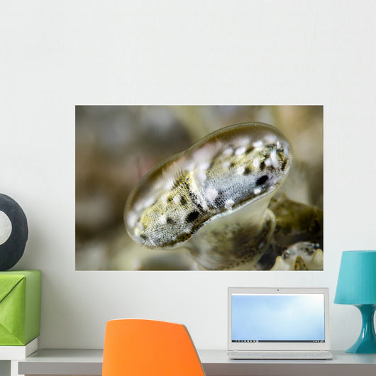 Eye Close-up Mantis Shrimp Wall Decal