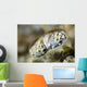 Eye Close-up Mantis Shrimp Wall Decal