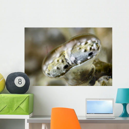 Eye Close-up Mantis Shrimp Wall Decal