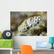Eye Close-up Mantis Shrimp Wall Decal
