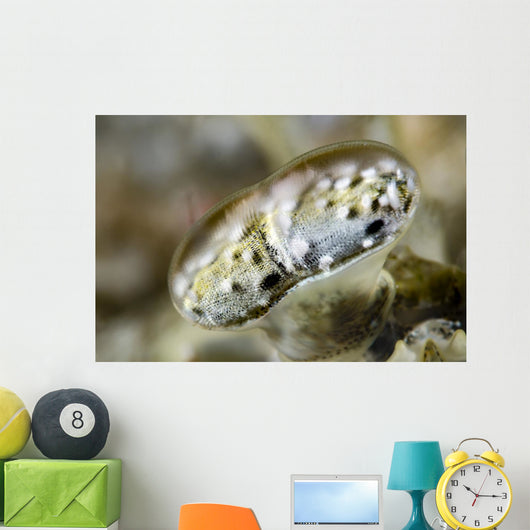 Eye Close-up Mantis Shrimp Wall Decal