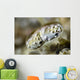 Eye Close-up Mantis Shrimp Wall Decal