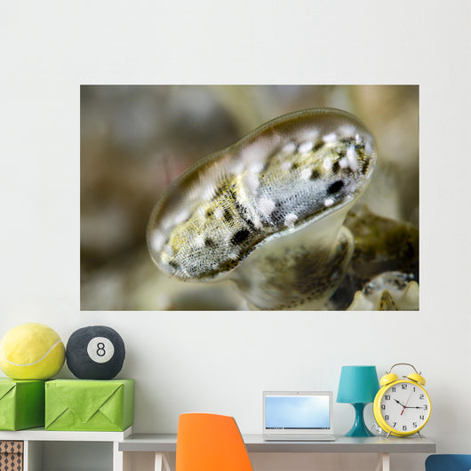 Eye Close-up Mantis Shrimp Wall Decal