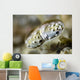 Eye Close-up Mantis Shrimp Wall Decal
