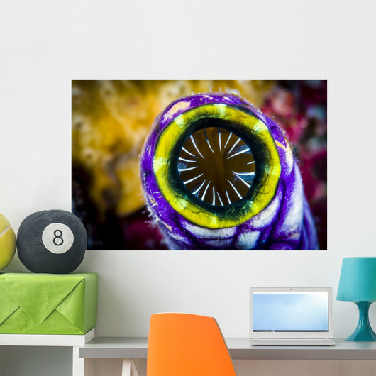 Sea Squirt New Ireland Wall Decal