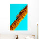 Large Whip Coral Goby Wall Decal