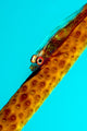 Large Whip Coral Goby Wall Decal