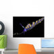 Cuthona Sibogae Nudibranch New Wall Decal