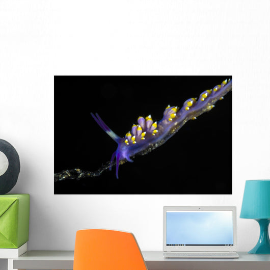 Cuthona Sibogae Nudibranch New Wall Decal