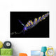 Cuthona Sibogae Nudibranch New Wall Decal