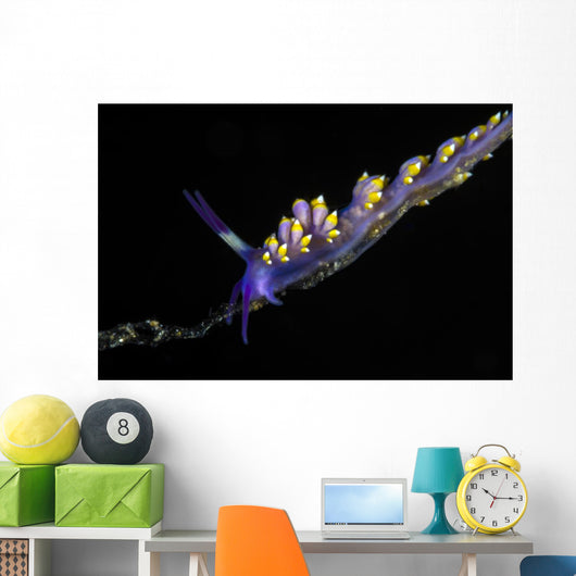 Cuthona Sibogae Nudibranch New Wall Decal