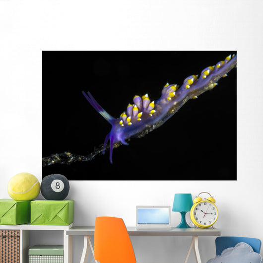 Cuthona Sibogae Nudibranch New Wall Decal