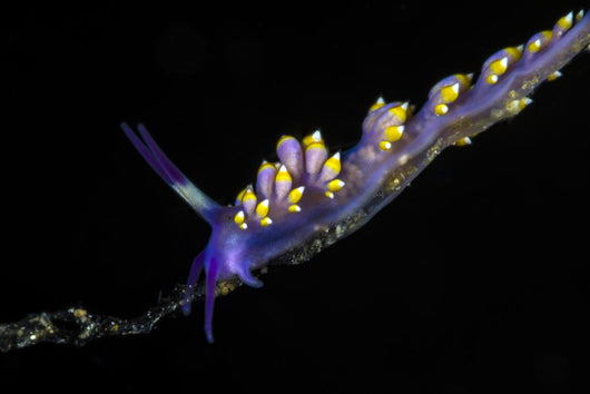 Cuthona Sibogae Nudibranch New Wall Decal