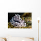 Pipek's Phyllidiopsis Nudibranch New Wall Decal