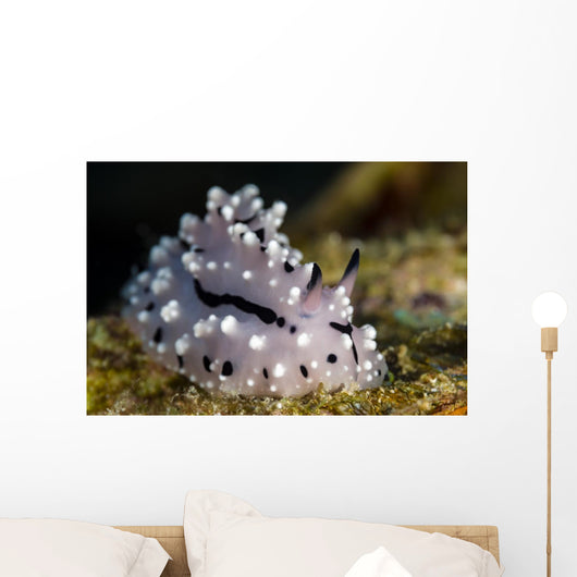 Pipek's Phyllidiopsis Nudibranch New Wall Decal