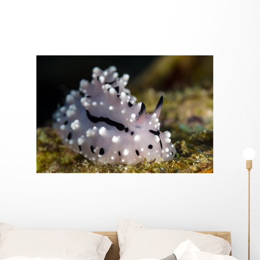 Pipek's Phyllidiopsis Nudibranch New Wall Decal