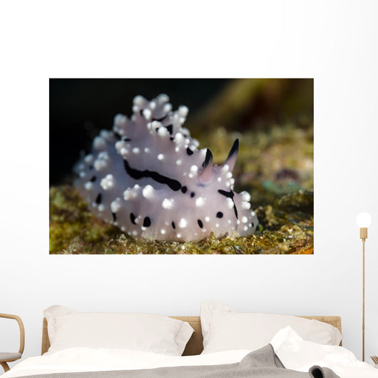 Pipek's Phyllidiopsis Nudibranch New Wall Decal