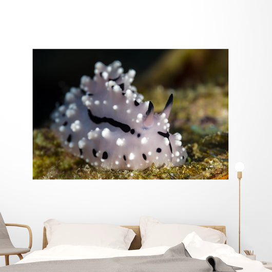 Pipek's Phyllidiopsis Nudibranch New Wall Decal