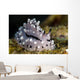Pipek's Phyllidiopsis Nudibranch New Wall Decal