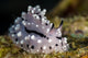 Pipek's Phyllidiopsis Nudibranch New Wall Decal