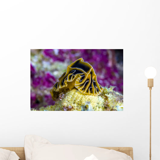 Halgerda Reticulidia Nudibranch New Wall Decal