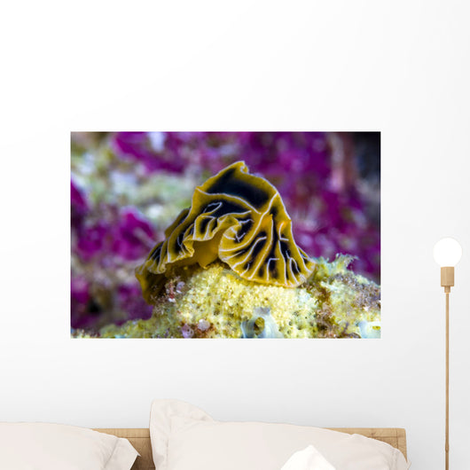 Halgerda Reticulidia Nudibranch New Wall Decal