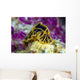Halgerda Reticulidia Nudibranch New Wall Decal