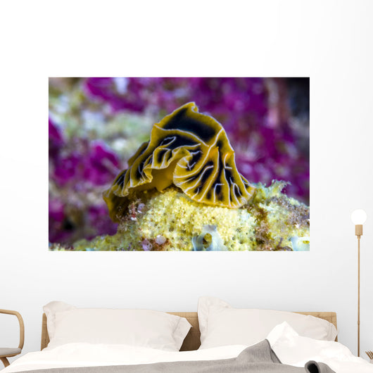 Halgerda Reticulidia Nudibranch New Wall Decal