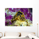 Halgerda Reticulidia Nudibranch New Wall Decal