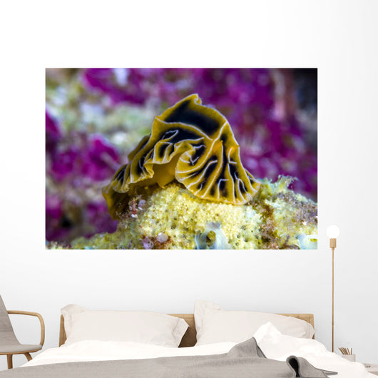 Halgerda Reticulidia Nudibranch New Wall Decal