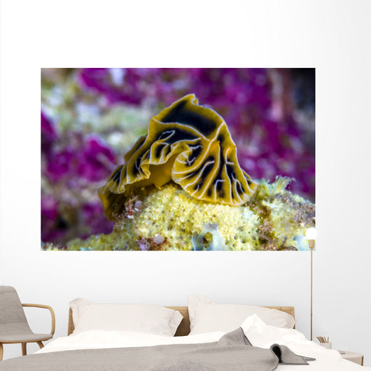 Halgerda Reticulidia Nudibranch New Wall Decal
