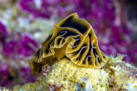 Halgerda Reticulidia Nudibranch New Wall Decal