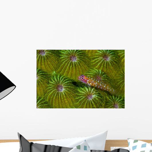 Pygmy Goby New Ireland Wall Decal