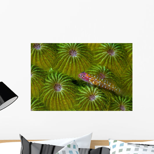 Pygmy Goby New Ireland Wall Decal