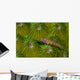Pygmy Goby New Ireland Wall Decal